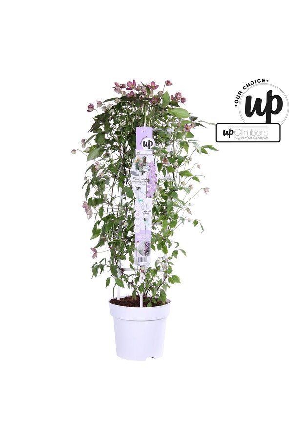 Clematis Montana Fincent® P23