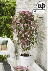 Clematis Montana Fincent® P23