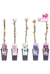 Clematis mix tray grootbloemig P15