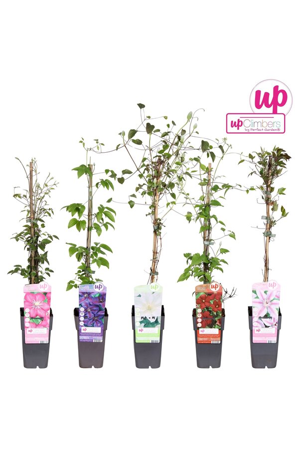 Clematis-Mix-Tray großblumig P15