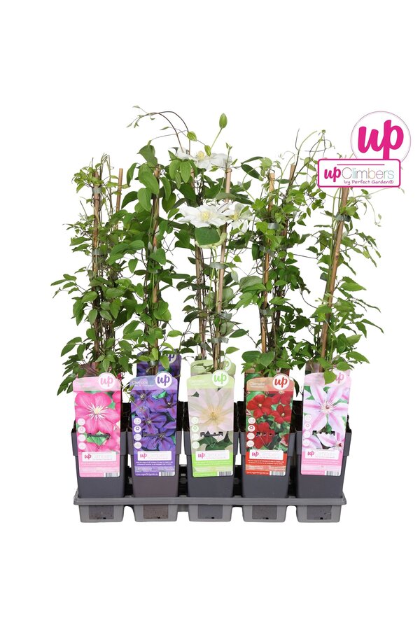 Clematis mix tray grootbloemig P15