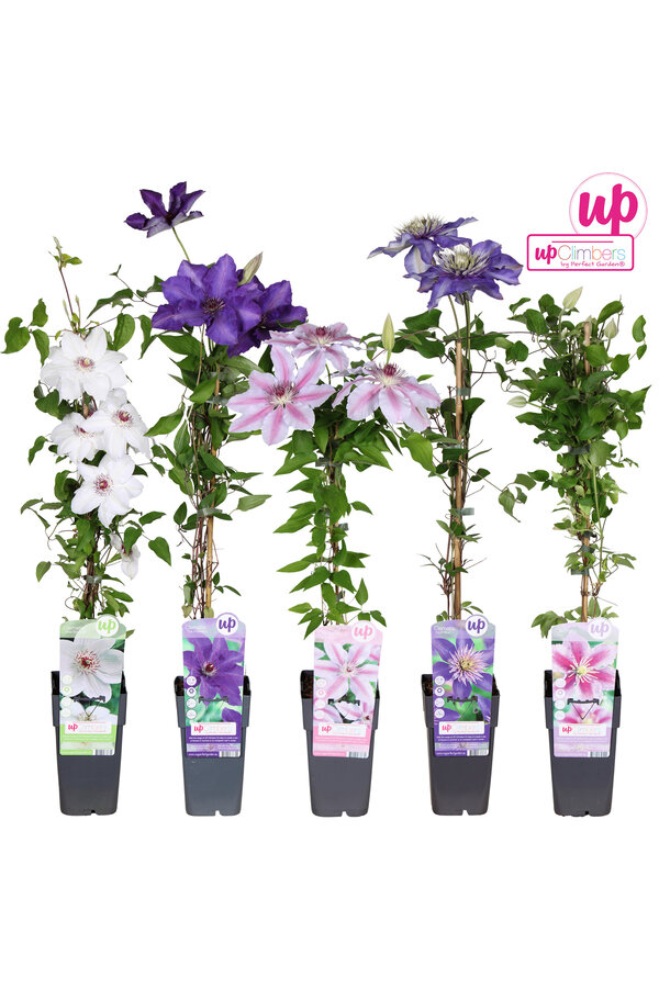 Clematis-Mix-Tray großblumig P15