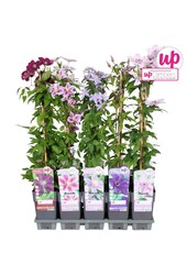 Clematis-Mix-Tray großblumig P15