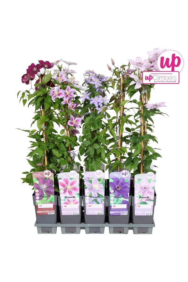 Clematis-Mix-Tray großblumig P15