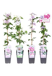 Clematis-Mix-Tray großblumig P15