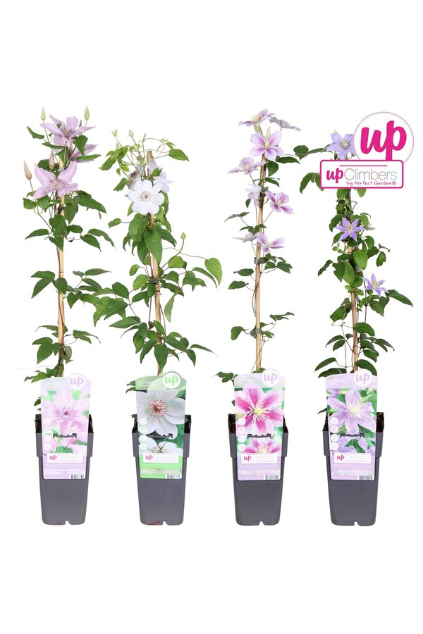 Clematis-Mix-Tray großblumig P15