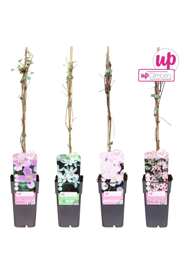 Clematis montana mix tray P15