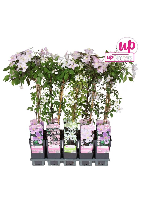 Clematis montana mix tray P15