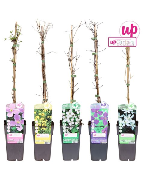 Clematis-Mix-Tray kleinblütig P15