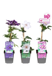 Clematis mix tray budget P9