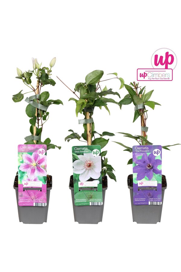 Clematis mix tray budget P9