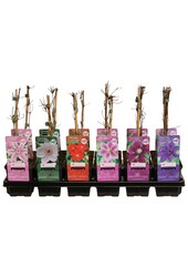 Clematis mix tray budget P9