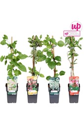 Klimplanten mix tray value P12