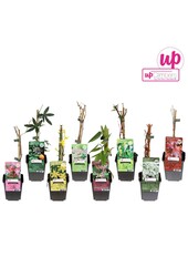 Klimplanten mix tray budget P9