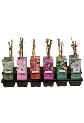 Klimplanten mix tray budget P9