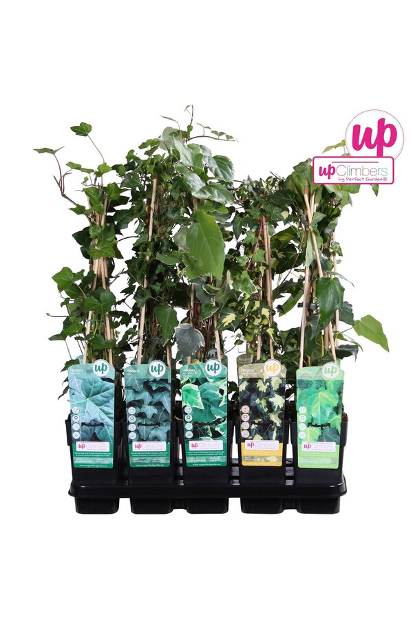 Hedera Mix-Schale P15