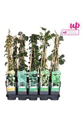 Hedera Mix-Schale P15