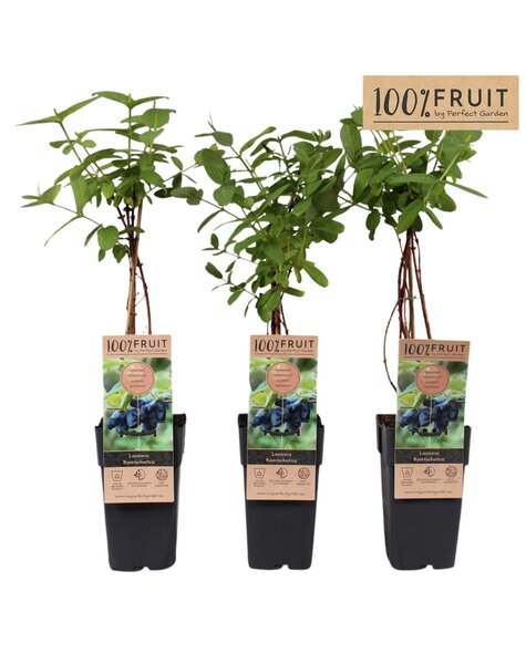 Lonicera Kamtschatica P15