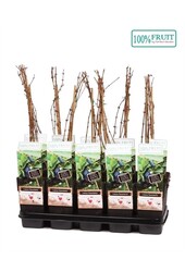 Lonicera Kamtschatica P15