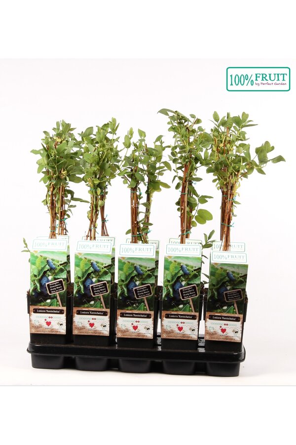 Lonicera Kamtschatica P15