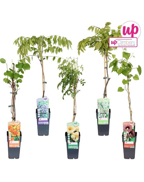 Klimplanten mix tray exclusief P15