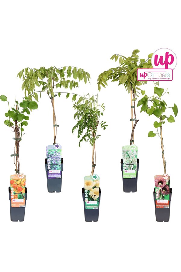 Kletterpflanzen-Mix-Tray exklusive P15