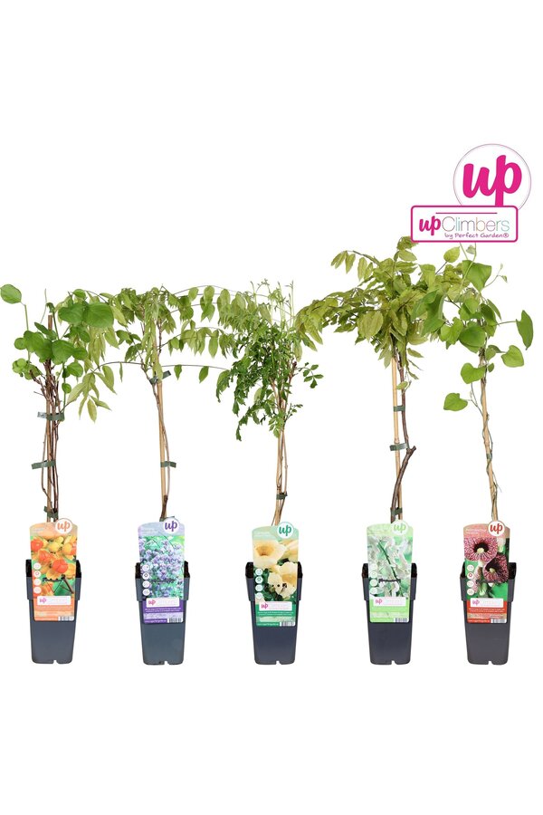 Klimplanten mix tray exclusief P15