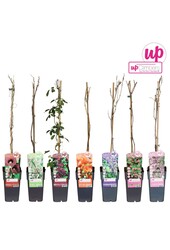 Klimplanten mix tray exclusief P15