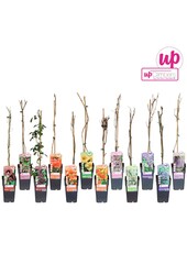 Klimplanten mix tray exclusief P15