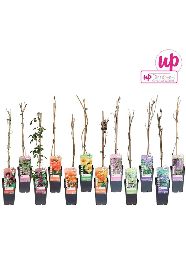 Klimplanten mix tray exclusief P15