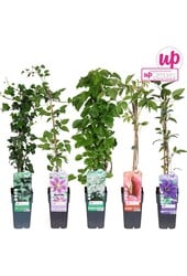 Klimplanten mix tray compleet P15