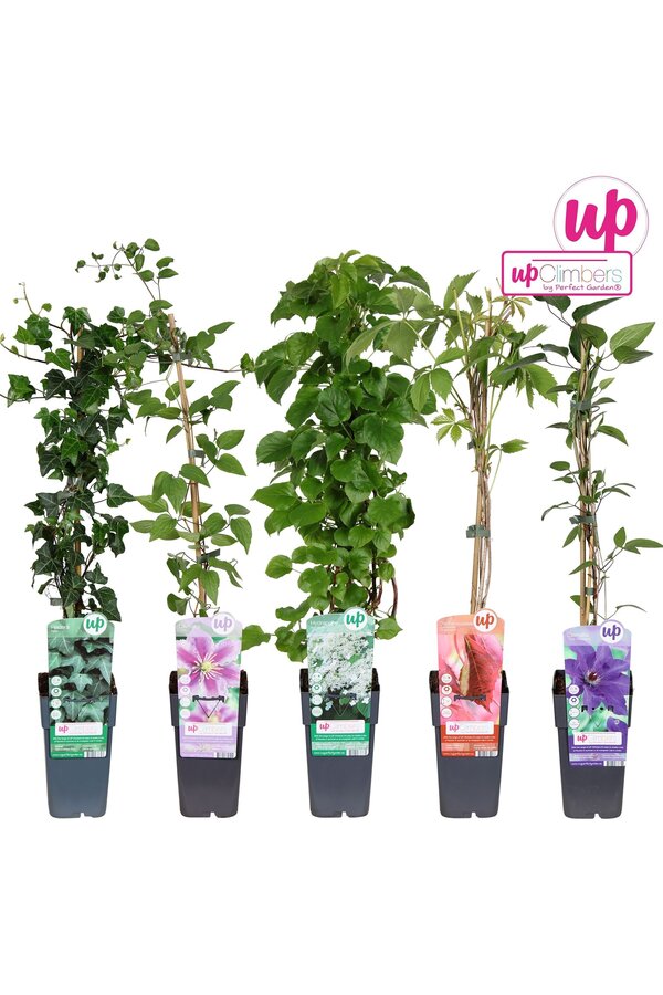 Klimplanten mix tray compleet P15