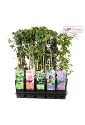 Klimplanten mix tray compleet P15