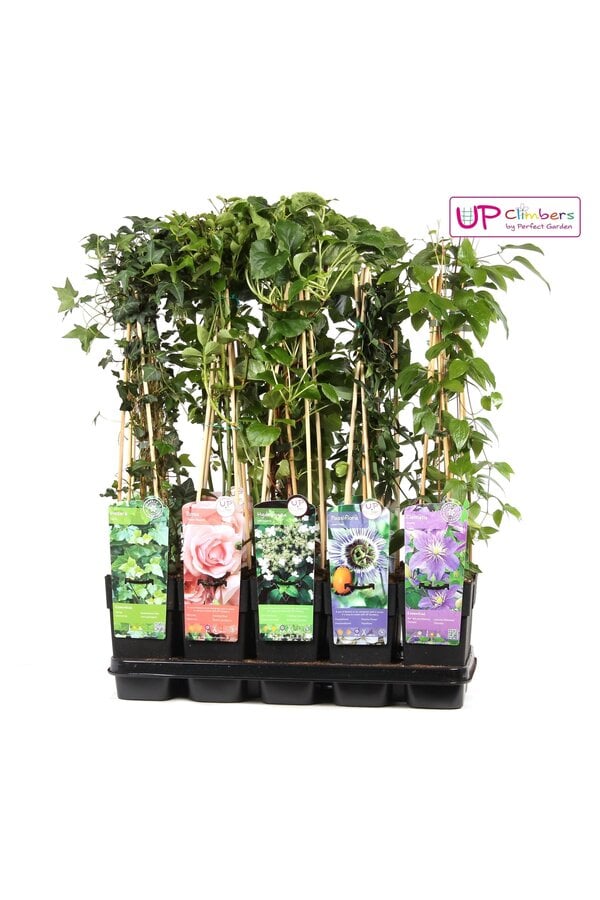 Klimplanten mix tray compleet P15