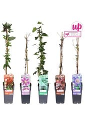 Klimplanten mix tray compleet P15