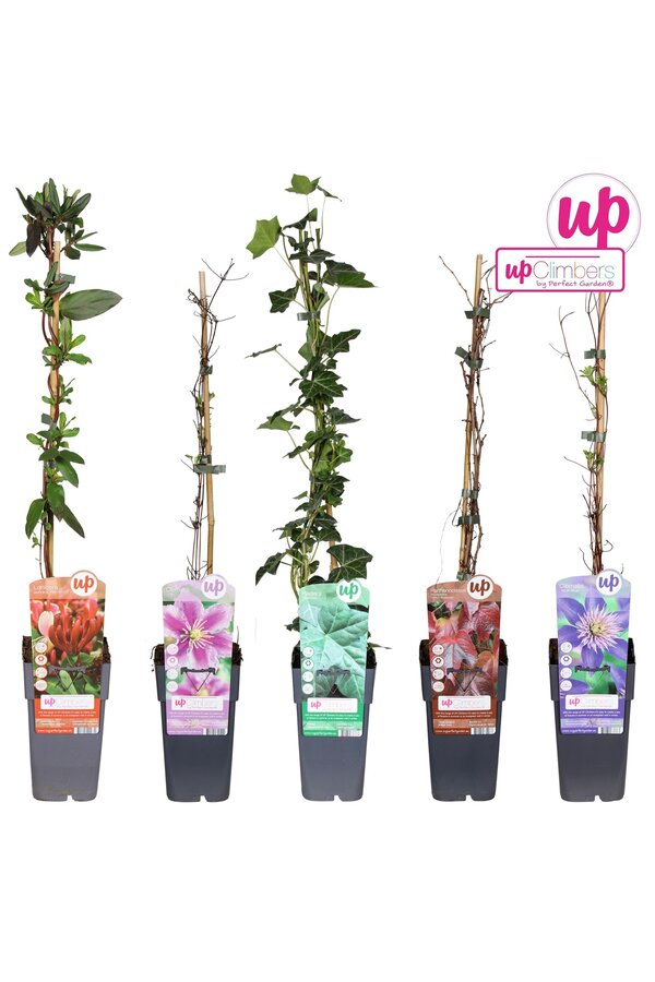 Kletterpflanzen-Mix-Tray komplett P15