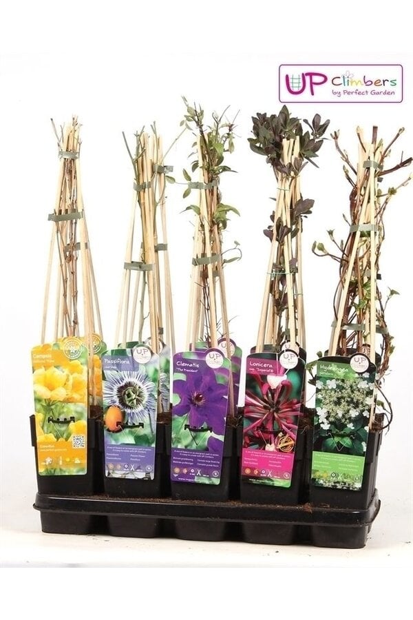 Klimplanten mix tray compleet P15