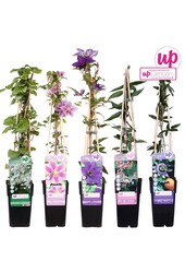 Kletterpflanzen-Mix-Tray komplett P15