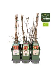 Frucht-Mix-Schale Bio P19 Standard