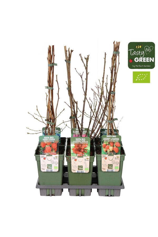 Frucht-Mix-Schale Bio P19 Standard