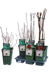 Frucht-Mix-Schale Bio P19 Standard