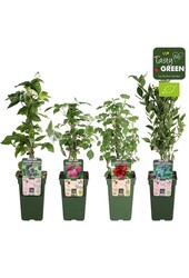 Frucht-Mix-Schale Bio P19 Standard