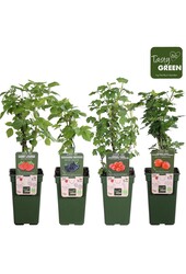 Frucht-Mix-Schale Bio P19 Standard