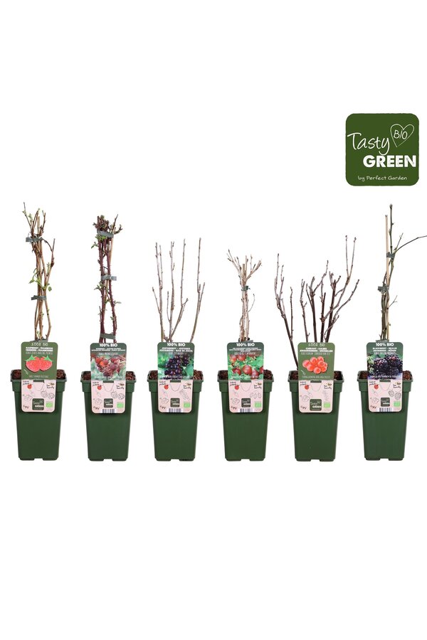 Frucht-Mix-Schale Bio P19 Standard