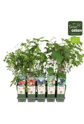 Frucht-Mix-Schale Bio Standard P15