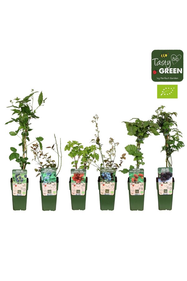 Fruit mix tray bio standaard P15