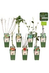 Frucht-Mix-Schale Bio Standard P15