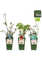 Frucht-Mix-Schale Bio Standard P15