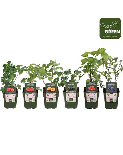 Fruchtmix-Schale Bio Standard P13