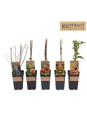 Fruit mix tray exclusief P15